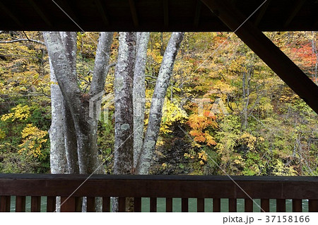 巴淵 紅葉 東屋から撮影 巴淵 紅葉 東屋から撮影 37158166