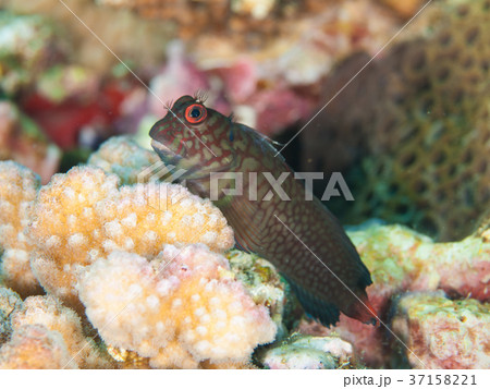 カエルウオ 37158221
