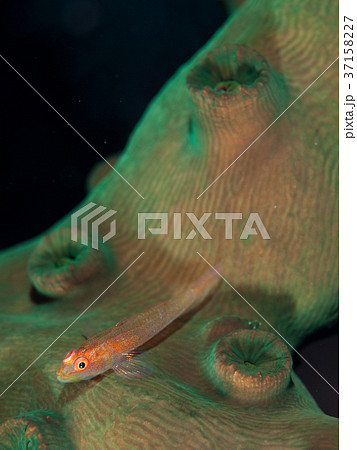 イソハゼ 37158227