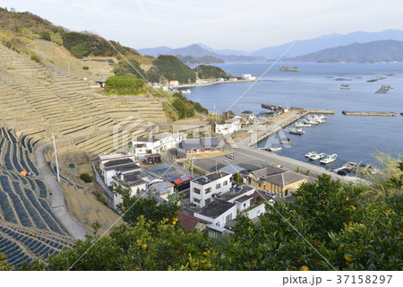 【愛媛県 宇和島市】遊子の段々畑 【愛媛県 宇和島市】遊子の段々畑 37158297