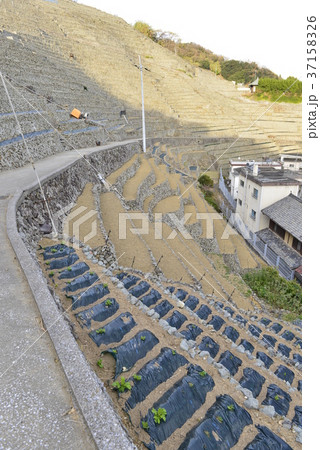 【愛媛県　宇和島市】遊子の段々畑 37158326