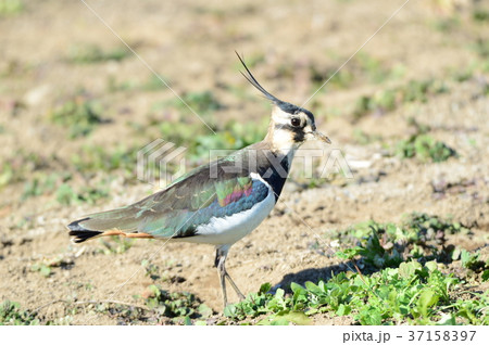 　冬の使者タゲリ 37158397