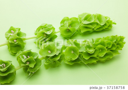 モルセラ モルセラ 37158758