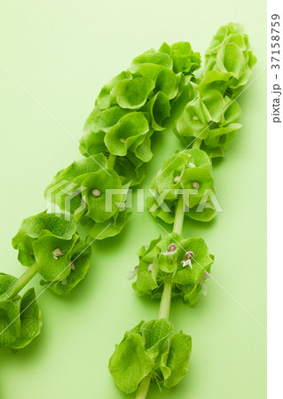 モルセラ モルセラ 37158759