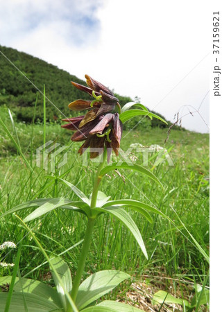 クロユリ 37159621