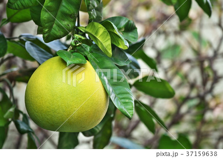 黄色に色付いたボンタン 37159638