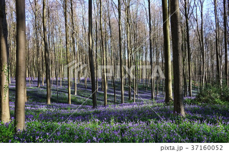 ブルーベルの森 Hallerbos, Belgium ブルーベルの森 Hallerbos, Belgium 37160052