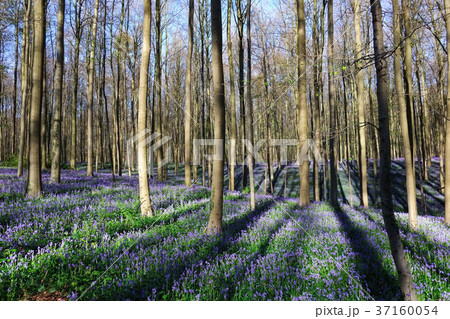 ブルーベルの森 Hallerbos, Belgium ブルーベルの森 Hallerbos, Belgium 37160054