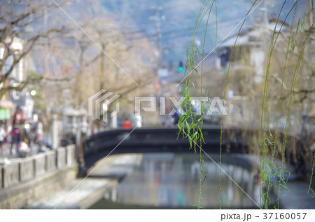 城崎の柳 37160057