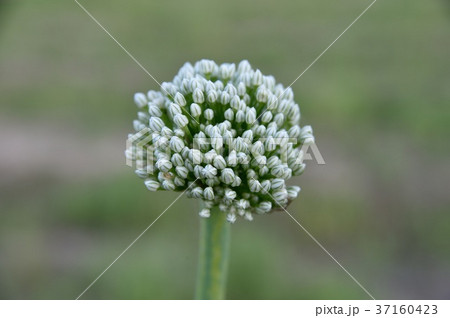 タマネギの花 タマネギの花 37160423