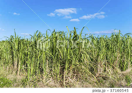 沖縄県 青空のもと広がるサトウキビ畑の写真素材
