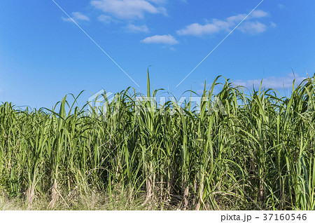 沖縄県 青空のもと広がるサトウキビ畑の写真素材
