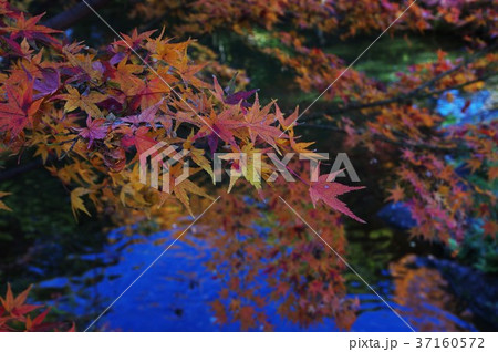 徳川園　紅葉 37160572