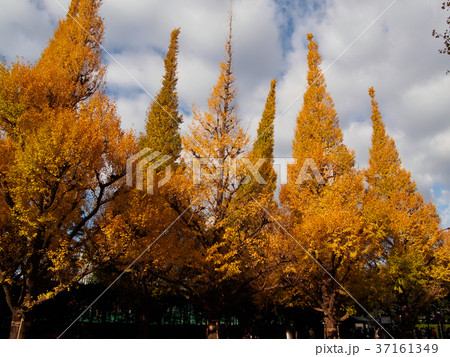 row of Ginkgo trees that have yellow leaves row of Ginkgo trees that have yellow leaves 37161349