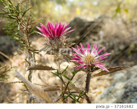 Magenta flowers on dry terrain in Akamas, Cyprus 37161682