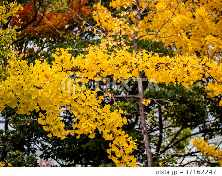 colorful of leaves in the autumn , Japan colorful of leaves in the autumn , Japan 37162247