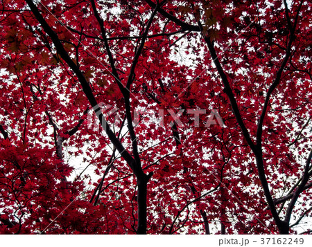 red maple leaves on the maple tree in the autumn red maple leaves on the maple tree in the autumn 37162249