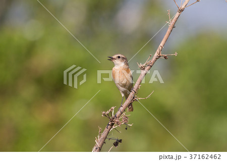 beautiful female Eastern Stonechat in nature beautiful female Eastern Stonechat in nature 37162462