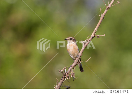 beautiful female Eastern Stonechat in nature 37162471