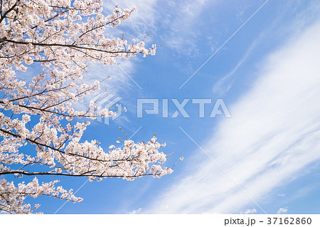桜咲く 37162860