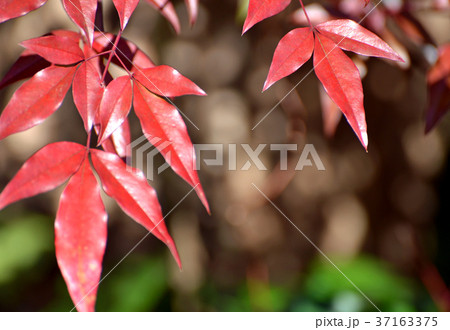 紅葉 紅葉 37163375