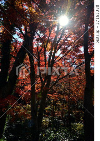 紅葉 紅葉 37163388