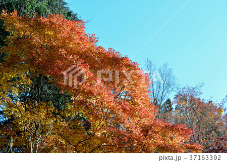 紅葉 紅葉 37163392