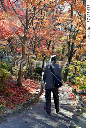 紅葉道 紅葉道 37163433