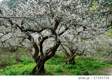 うめ 春告草 ソシンロウバイ 37163729