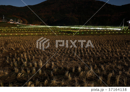 世界農業遺産の郷 田染荘 冬のライトアップイベント 「千年のきらめき」 37164138