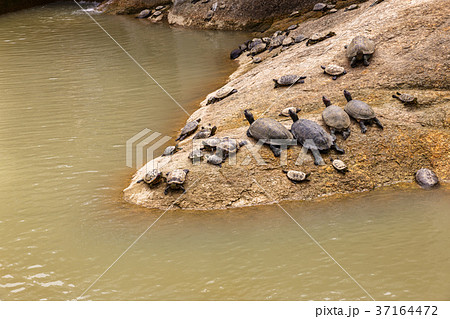 Tortoises lie on a stone near the water Tortoises lie on a stone near the water 37164472