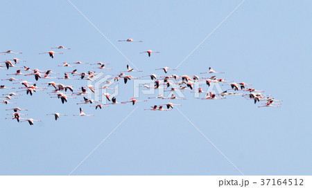 Flock of pink flamingos.Po river lagoon Flock of pink flamingos.Po river lagoon 37164512
