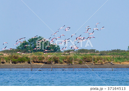 Flock of pink flamingos.Po river lagoon Flock of pink flamingos.Po river lagoon 37164513