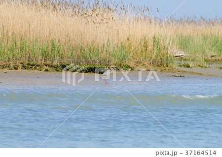 Purple heron close up.Po river lagoon Purple heron close up.Po river lagoon 37164514