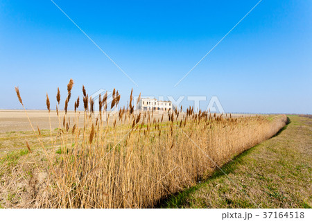 Rural Italian landscape from Po river lagoon. Rural Italian landscape from Po river lagoon. 37164518