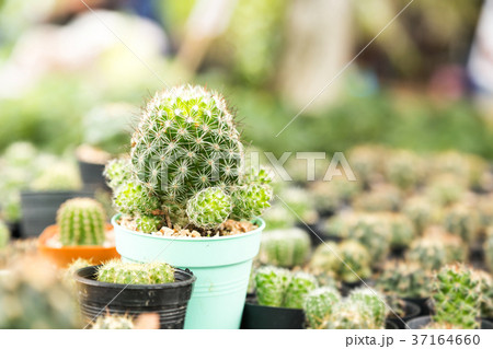 cactus cactus 37164660