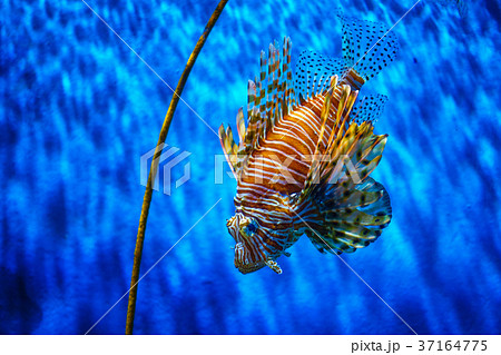 close up lion fish in aquarium with blue close up lion fish in aquarium with blue 37164775