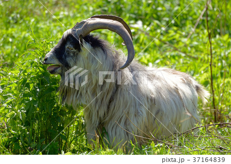 Goat with big horns Goat with big horns 37164839