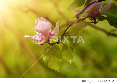 Magnolia spring flowers 37165912