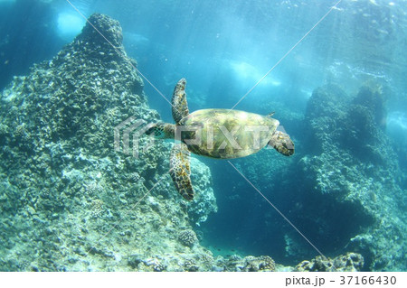 ウミガメ ウミガメ 37166430
