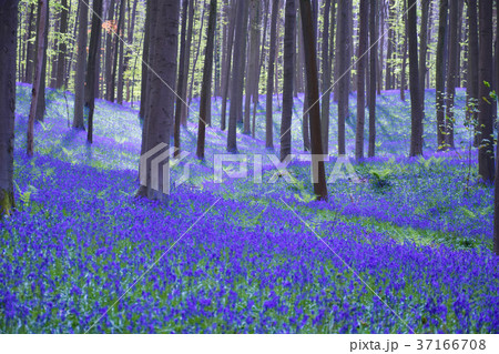ベルギー　ハルの森のブルーベル(野生のヒヤシンス) 37166708