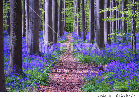 ベルギー　ハルの森のブルーベル(野生のヒヤシンス) 37166777