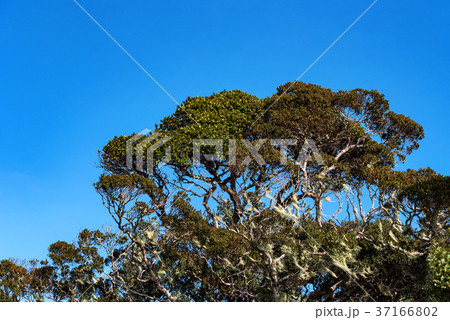 Scenic view in Horton Plains, Sri Lanka Scenic view in Horton Plains, Sri Lanka 37166802