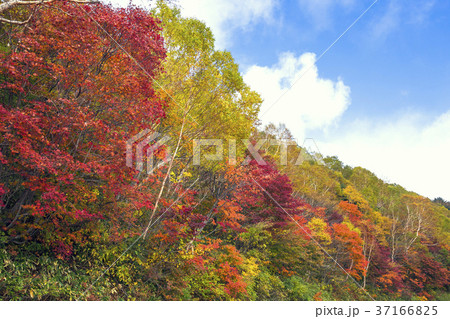 高原の紅葉と青空 高原の紅葉と青空 37166825