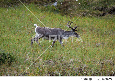 Reindeer stag with exceptionally long antlers 37167029