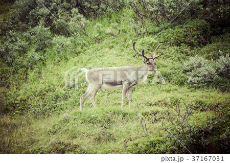 Reindeer stag with exceptionally long antlers 37167031