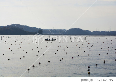 日本三景、松島湾の島々の風景 日本三景、松島湾の島々の風景 37167145