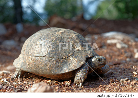 Tortoise 37167347