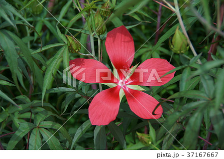紅葉葵 モミジアオイ 花言葉は 温和 の写真素材