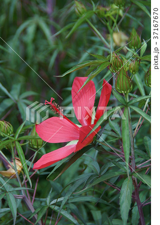 紅葉葵 モミジアオイ 花言葉は 温和 の写真素材